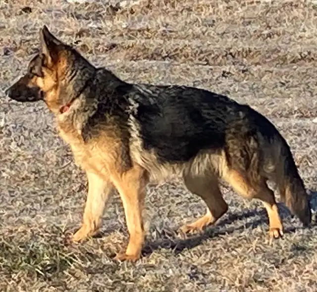 CKC Reg German Shepherd Pups Available - Photo 7