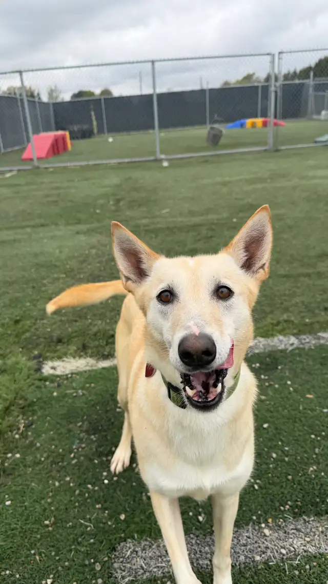 lab/husky mix