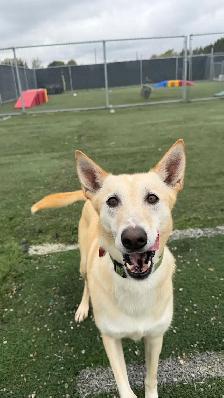 lab/husky mix