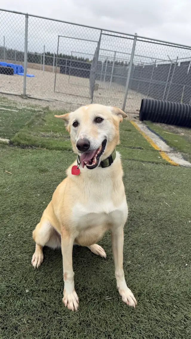 lab/husky mix - Photo 2