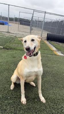 lab/husky mix - Photo 2