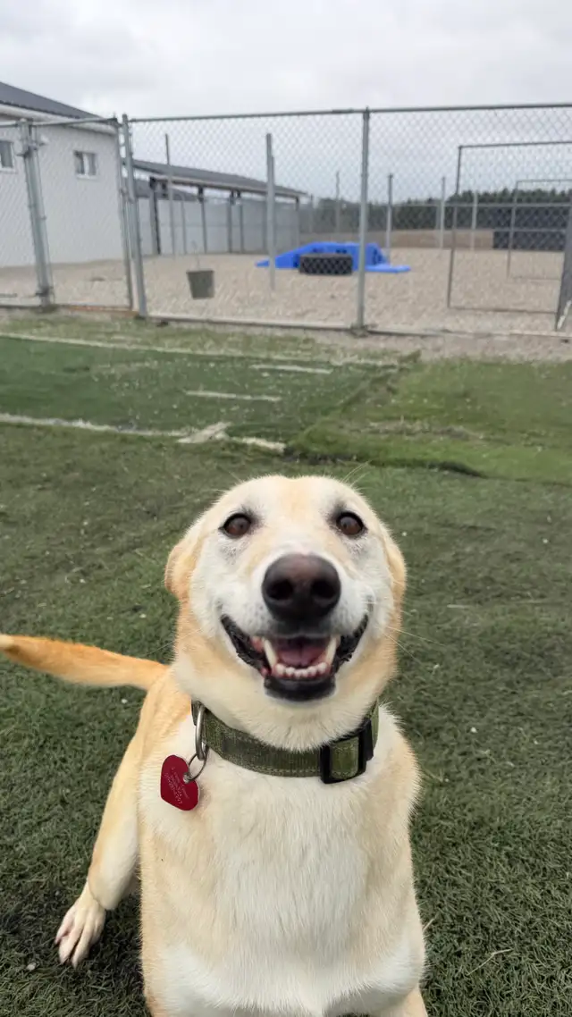 lab/husky mix - Photo 3