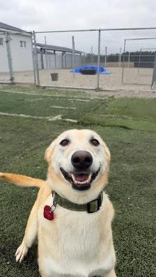 lab/husky mix - Photo 3