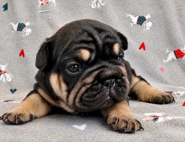 French bulldog puppies