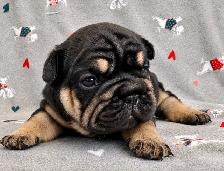 French bulldog puppies