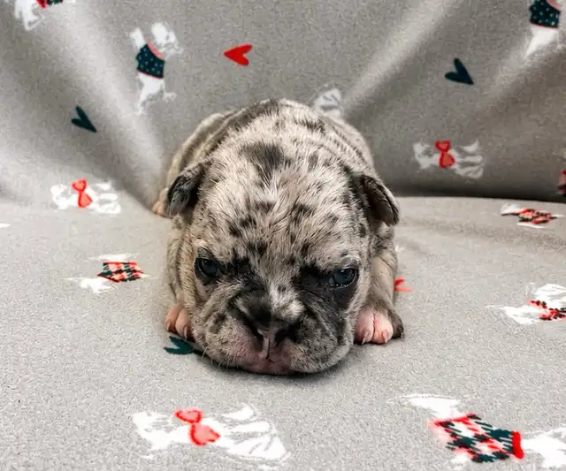 French bulldog puppies - Photo 2
