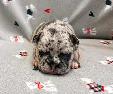 French bulldog puppies - Photo 2