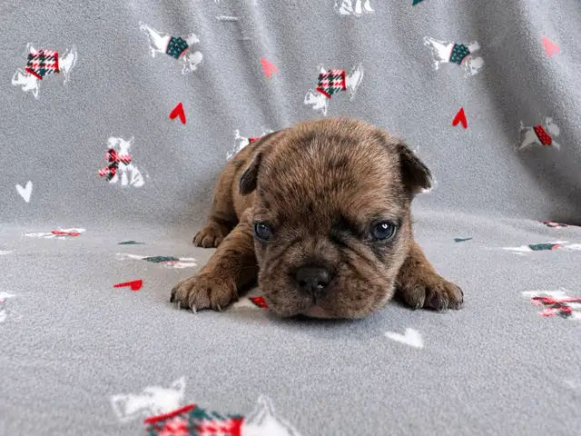 French bulldog puppies - Photo 3