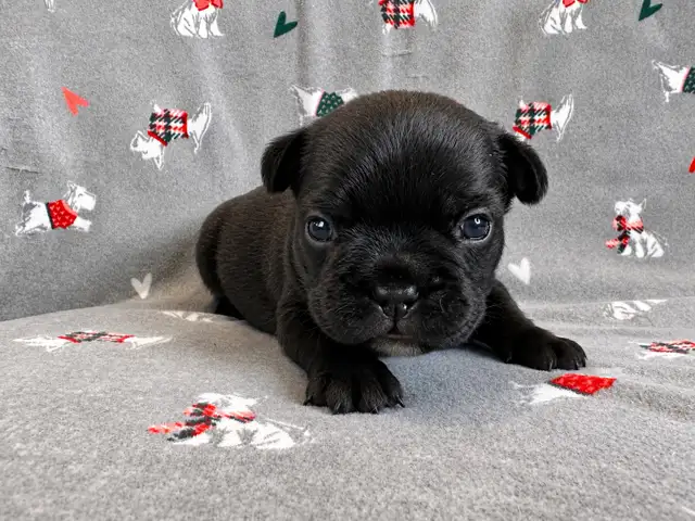 French bulldog puppies - Photo 4