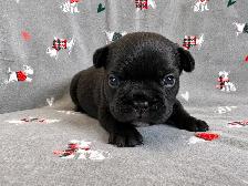 French bulldog puppies - Photo 4