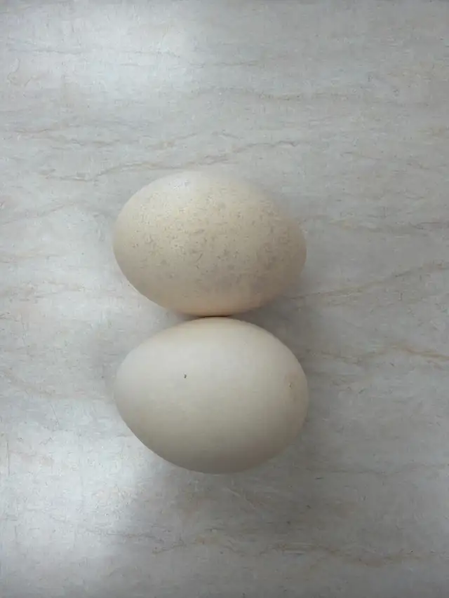 Indian Peacock Eggs