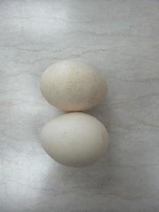 Indian Peacock Eggs