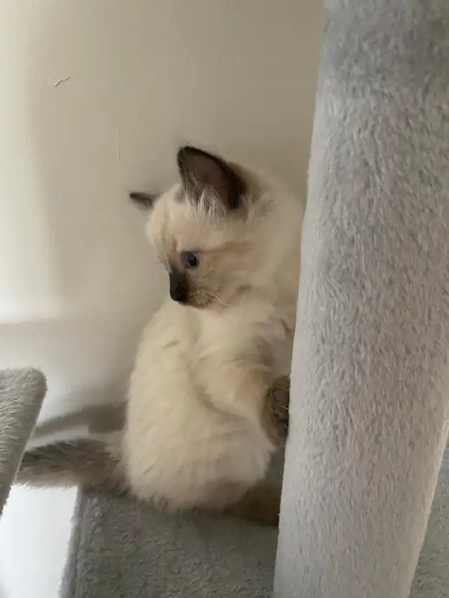 Ragdoll Kittens.