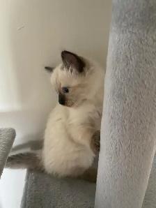 Ragdoll Kittens.