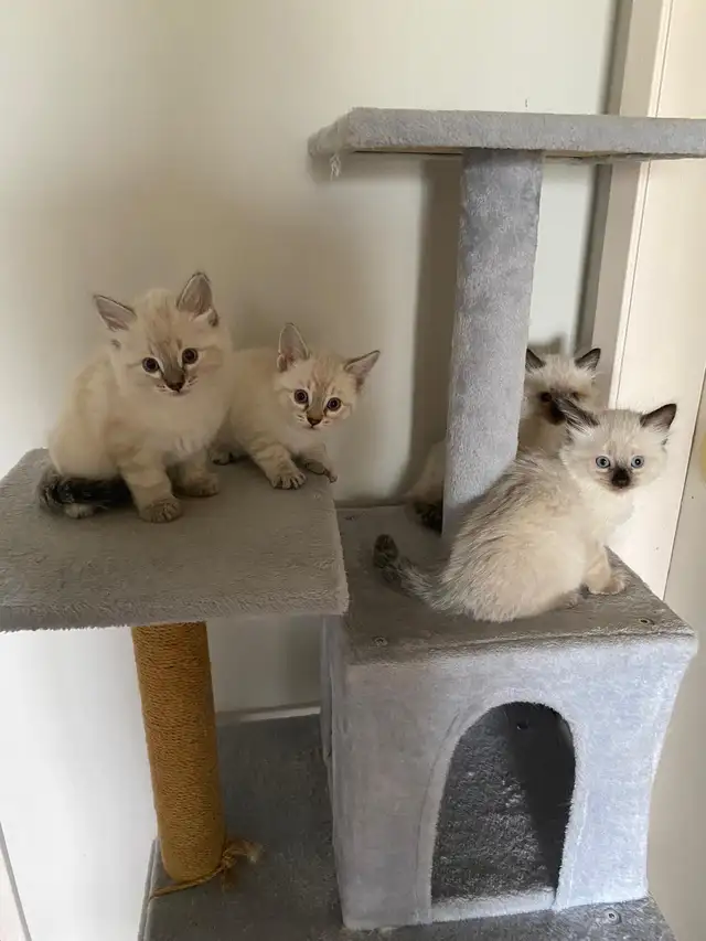 Ragdoll Kittens. - Photo 2