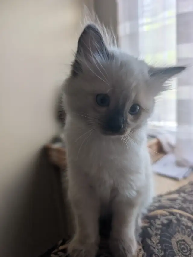 Ragdoll Kittens. - Photo 3