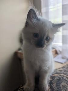 Ragdoll Kittens. - Photo 3