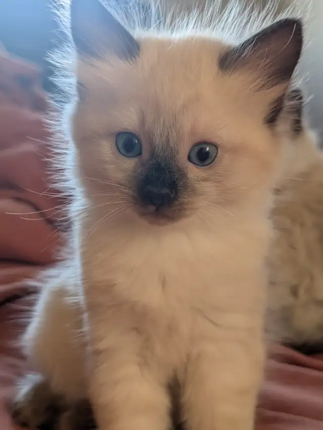 Ragdoll Kittens. - Photo 4