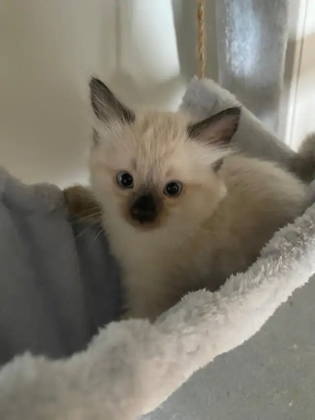 Ragdoll Kittens. - Photo 5