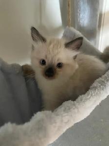 Ragdoll Kittens. - Photo 5