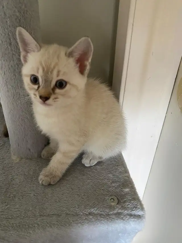 Ragdoll Kittens. - Photo 6