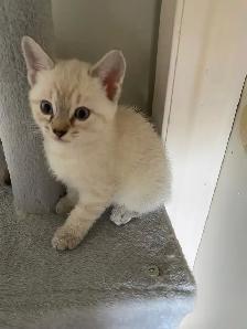 Ragdoll Kittens. - Photo 6