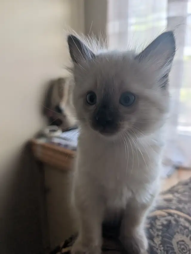 Ragdoll Kittens. - Photo 7