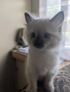 Ragdoll Kittens. - Photo 7