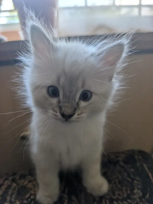 Ragdoll Kittens. - Photo 8