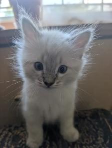 Ragdoll Kittens. - Photo 8