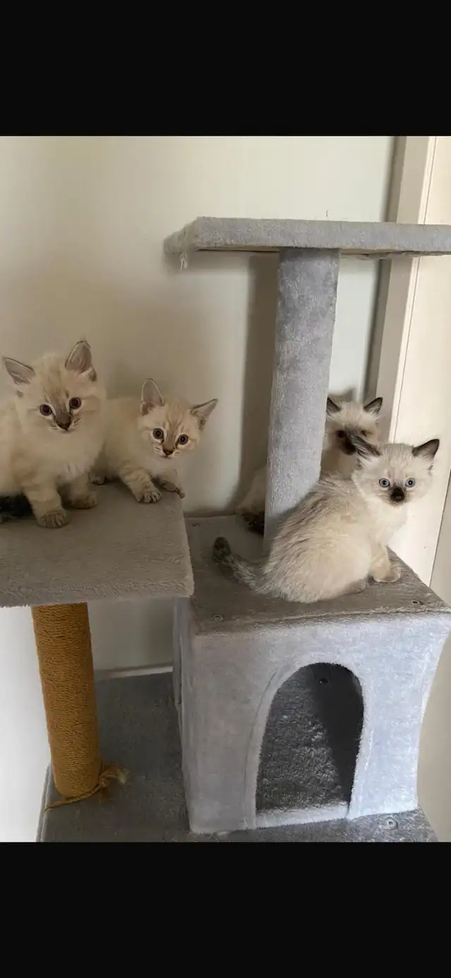 Ragdoll Kittens. - Photo 9