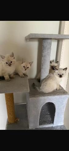Ragdoll Kittens. - Photo 9