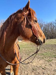 Horseback Riding Lessons!
