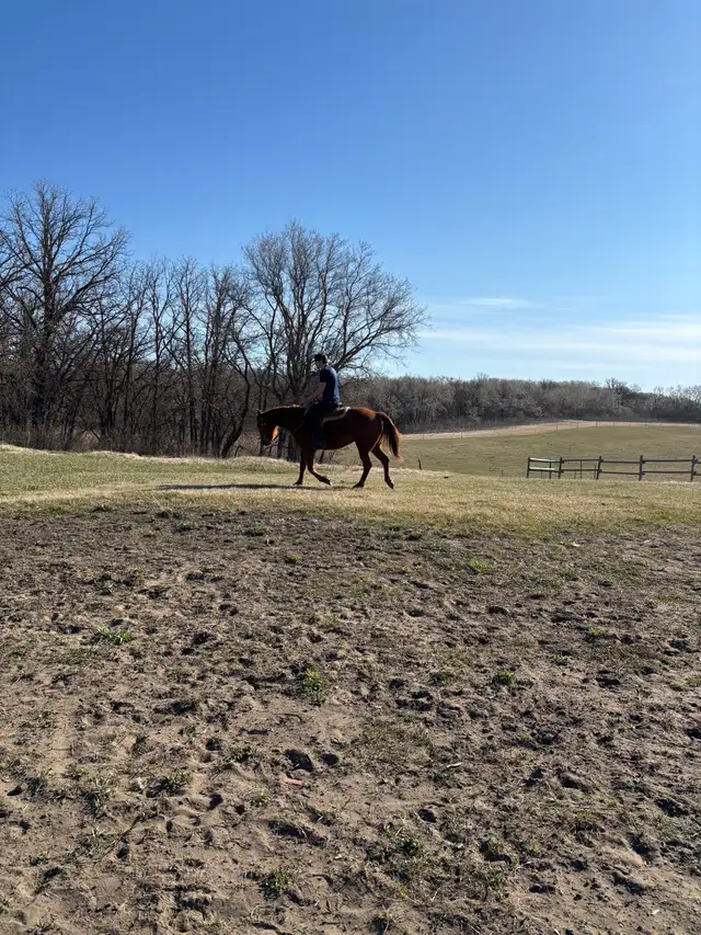 Horseback Riding Lessons!