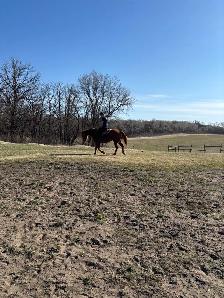 Horseback Riding Lessons!