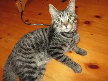 Chaton mâle de 9 mois
