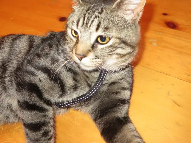 Chaton mâle de 9 mois - Photo 2