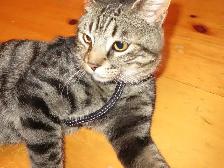 Chaton mâle de 9 mois - Photo 2