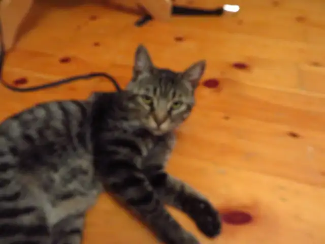 Chaton mâle de 9 mois - Photo 3