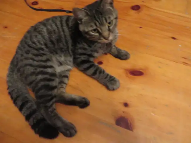 Chaton mâle de 9 mois - Photo 4