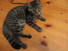 Chaton mâle de 9 mois - Photo 4