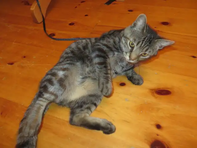 Chaton mâle de 9 mois - Photo 5