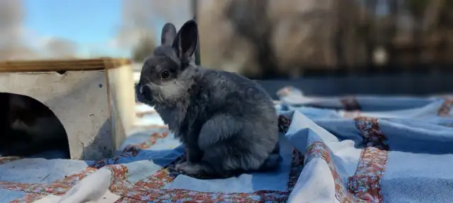 Adorable Male Lionhead Bunny!