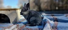 Adorable Male Lionhead Bunny!