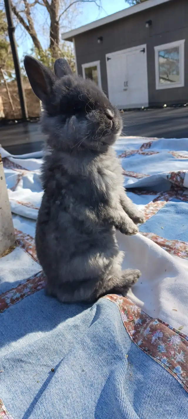 Adorable Male Lionhead Bunny! - Photo 3