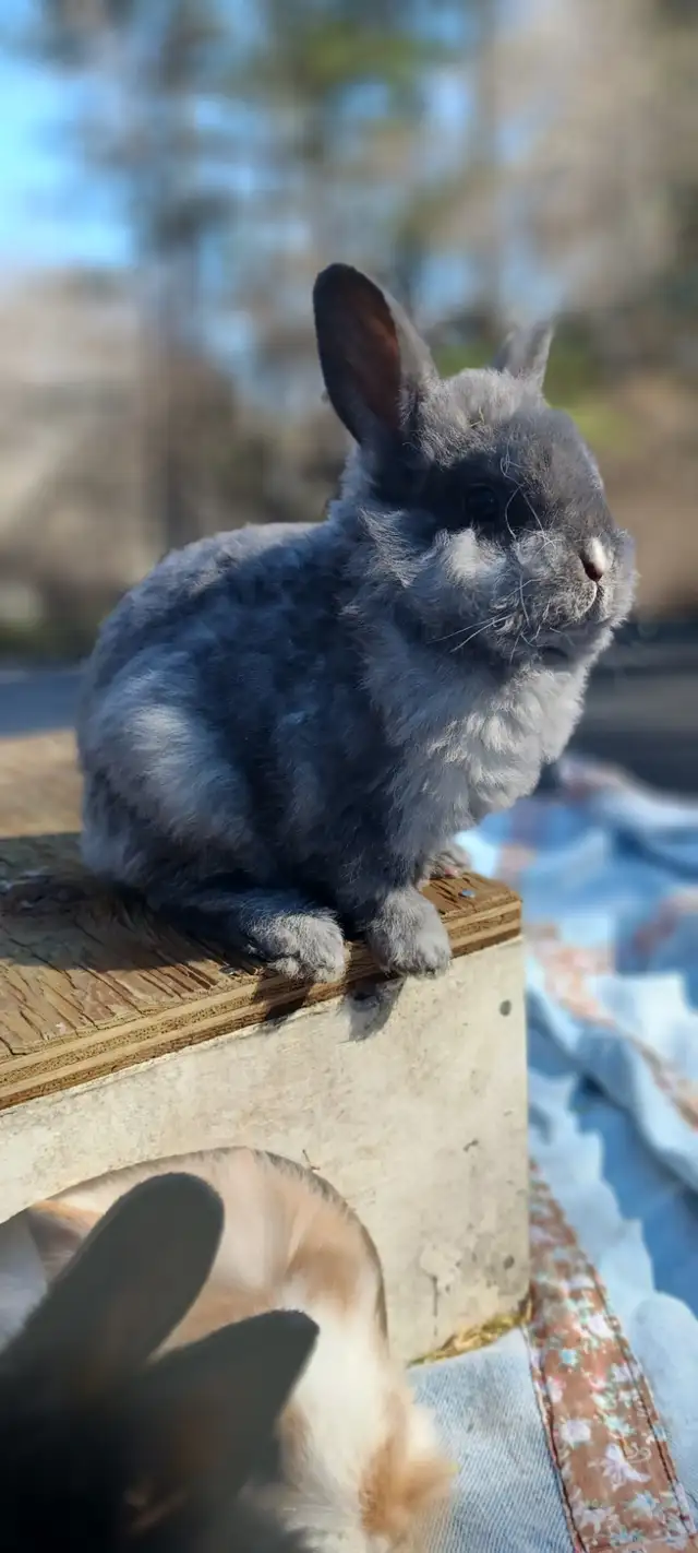 Adorable Male Lionhead Bunny! - Photo 4
