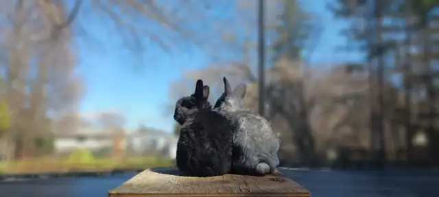 Adorable Male Lionhead Bunny! - Photo 5