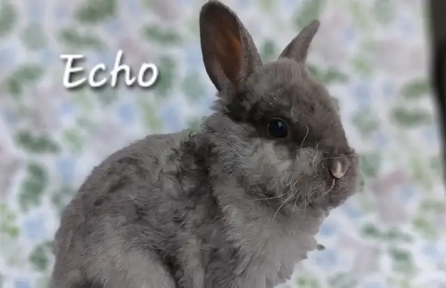 Adorable Male Lionhead Bunny! - Photo 6