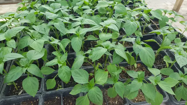 South Asian (Indian) Vegetable Plants for Sale