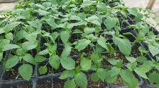 South Asian (Indian) Vegetable Plants for Sale